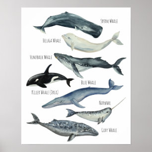 Poster Baleines