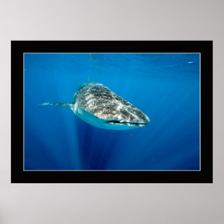 Poster Baleines #1