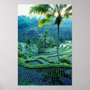 Poster Bali   Vue d'ensemble des rizières