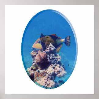 Poster Baliste sur le dessus du corail - Conception photo