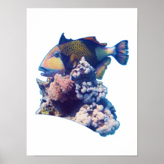 Poster Baliste - Vue de culture biologique sur un récif c