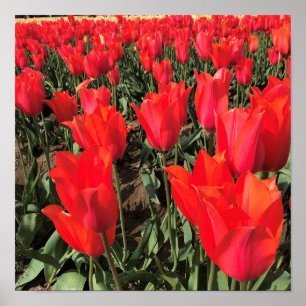 Poster Ballerina Tulips, Oregon