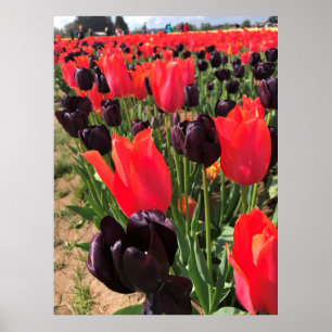 Poster Ballerine et reine des Night Tulips