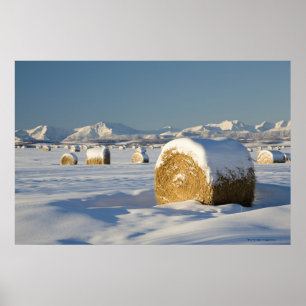 Poster Balles de foin couvertes de neige