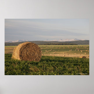 Poster Balles De Raie Dans Un Champ Avec Montagnes Au lev