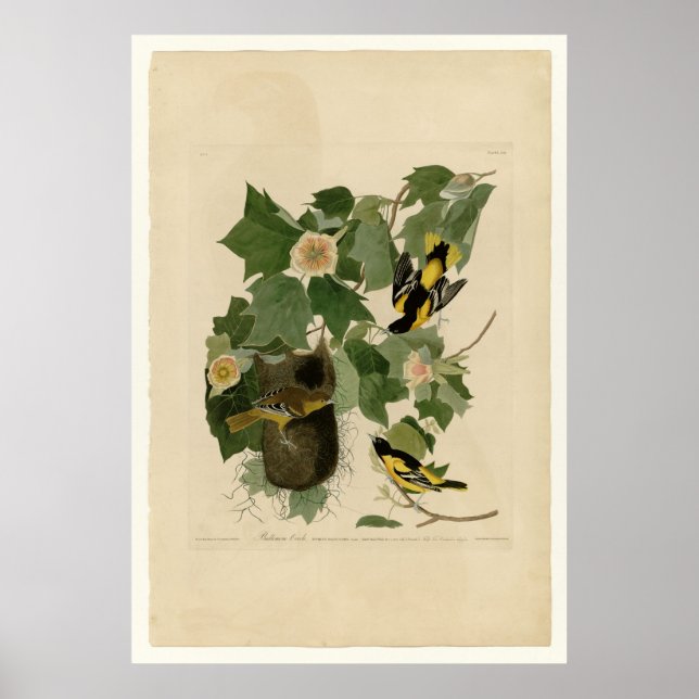 Poster Baltimore Oriole (Devant)