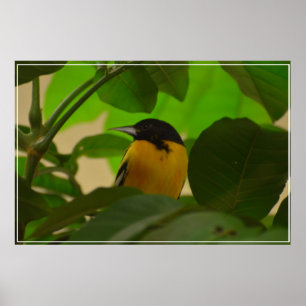 Poster Baltimore Oriole
