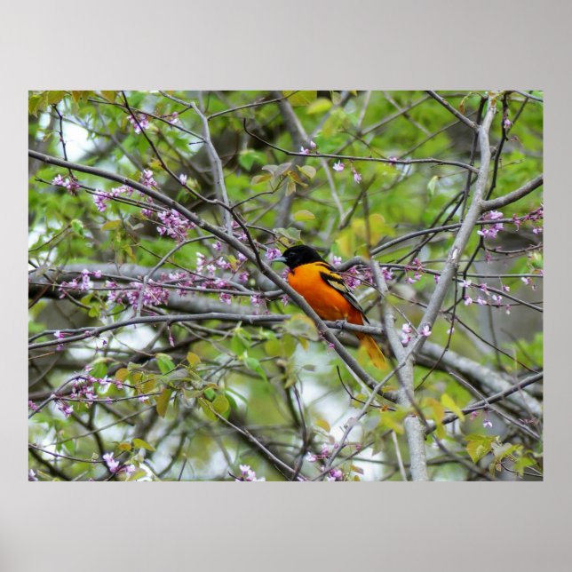 Poster Baltimore Oriole (Devant)