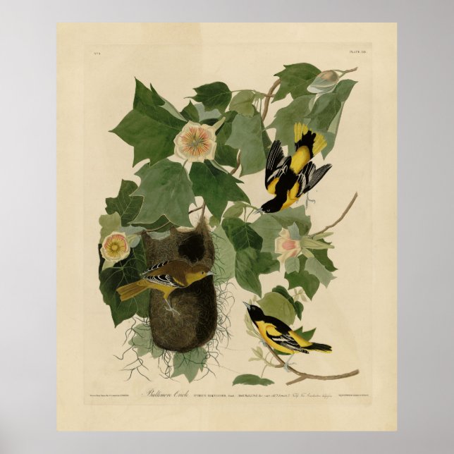 Poster Baltimore Oriole - d'Audubon's Birds of America (Devant)