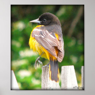 Poster Baltimore Oriole femelle/copie