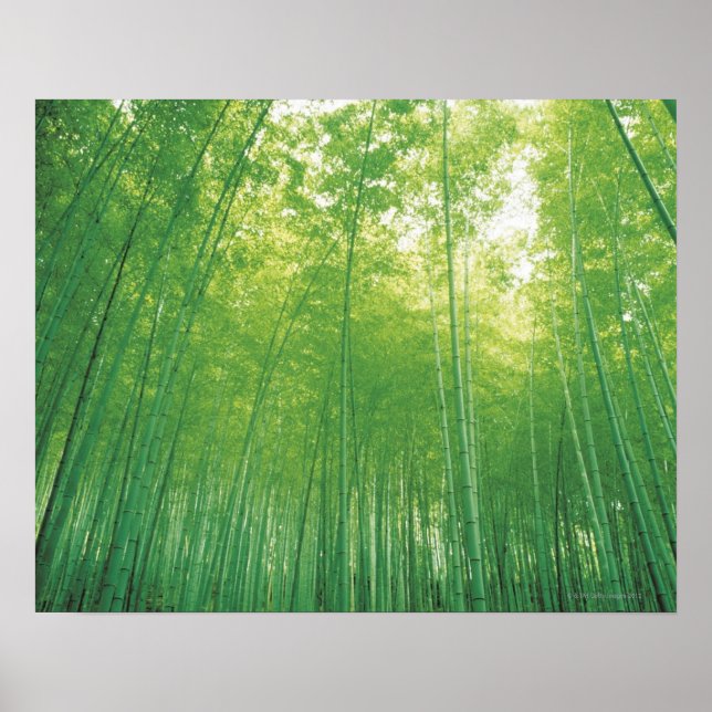 Poster Bamboo Forest 2 (Devant)