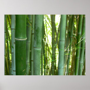Poster Bamboo Grove