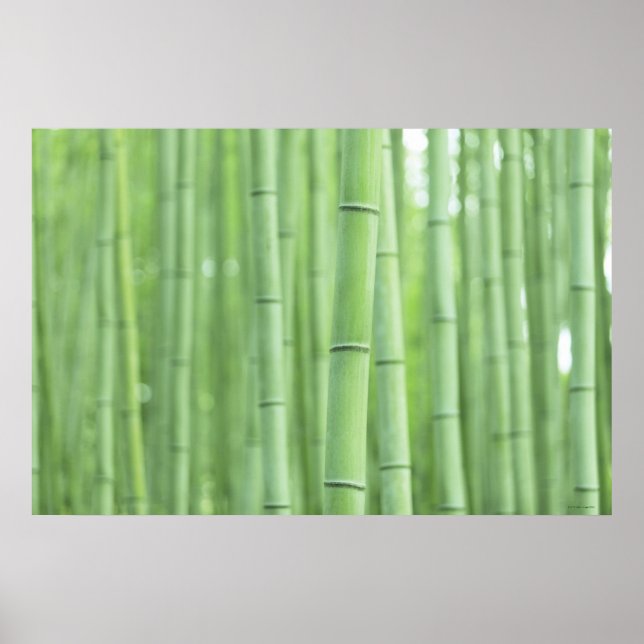 Poster Bamboo Grove (Devant)