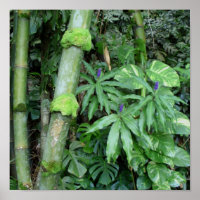 Bambou hawaïen et gingembre bleu