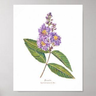 Poster Banaba (Lagerstroemia speciosa) Ph Fleurs forestiè