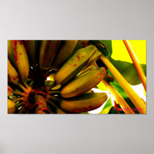 Poster Banana Bunch