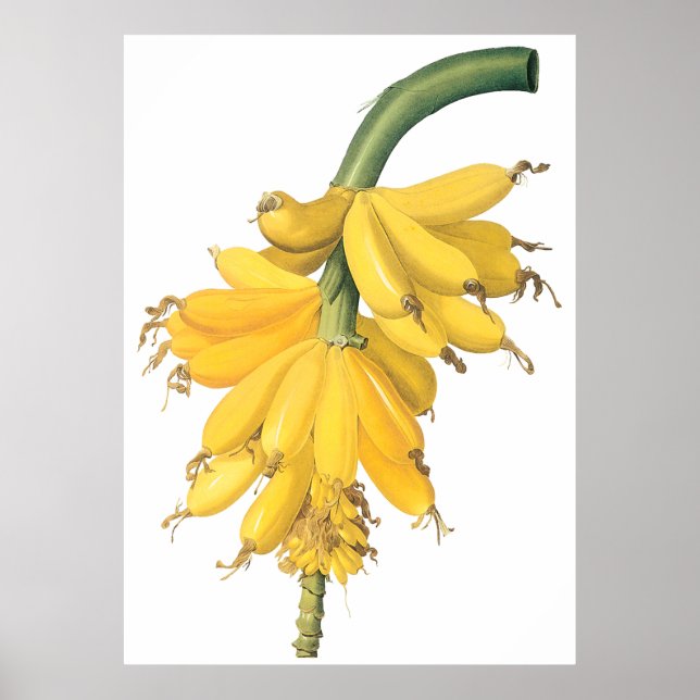 Poster Banane (Devant)