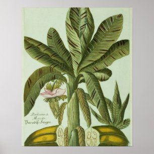 Poster Banane, de Phytanthoza Iconographi de J.
