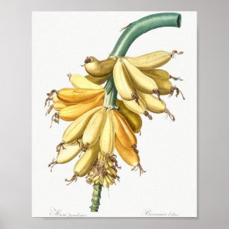 Poster Banane des liliacées (1805) de Pierre-Joseph