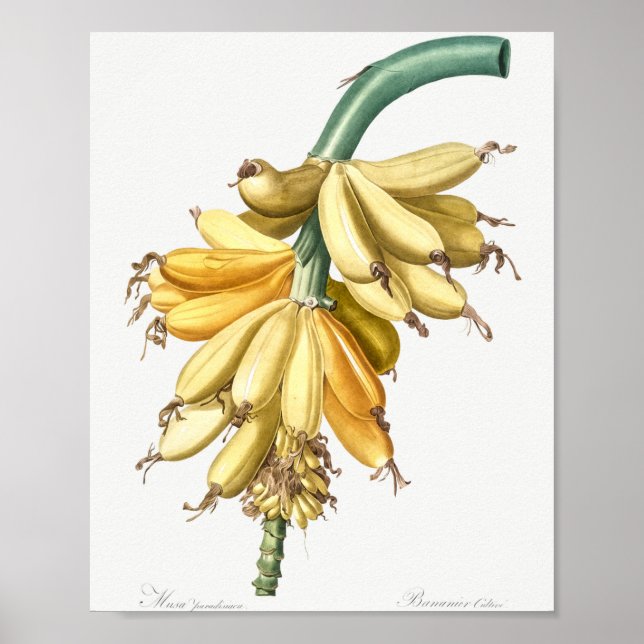 Poster Banane des liliacées (1805) de Pierre-Joseph (Devant)