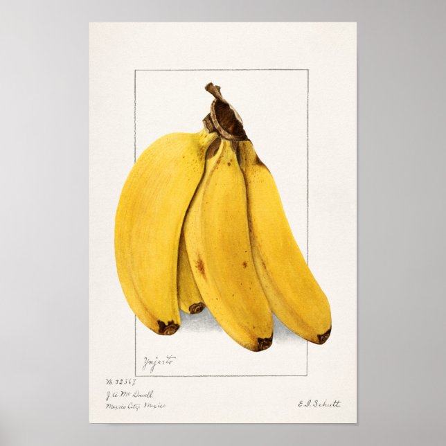 Poster Bananes (Musa) (1904) par Ellen Isham Schutt (Devant)