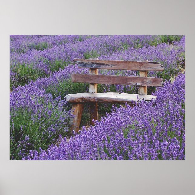 Poster banc dans la lavande (Devant)