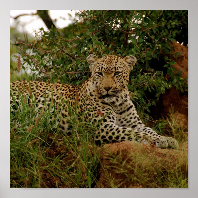 Poster Banc de la rivière Dudley -2 (Devant)