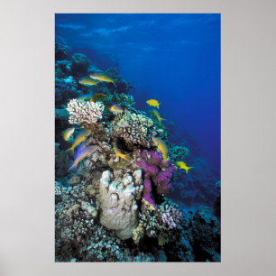 Poster Banc de rougets autour d'un petit corail