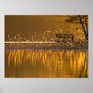 Poster Banc solitaire au bord du lac dans la lumière doré