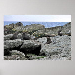 Poster Bande de phoque fourrure