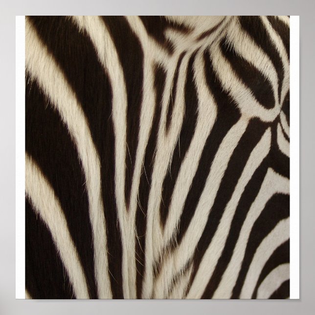 Poster Bande Z (Devant)