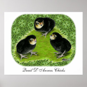 Poster Bantam Chicks dans le jardin
