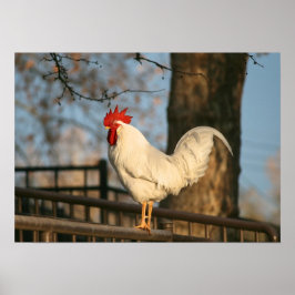 Poster "Bantam le matin"