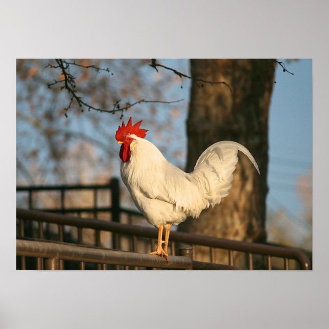 Poster "Bantam le matin" (Devant)