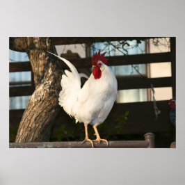 Poster Bantam Rooster