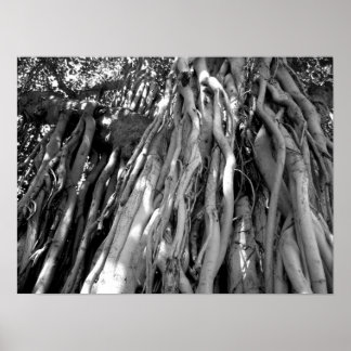 Poster Banyan
