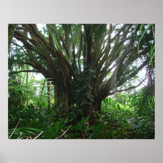 Poster Banyan Tree (Devant)