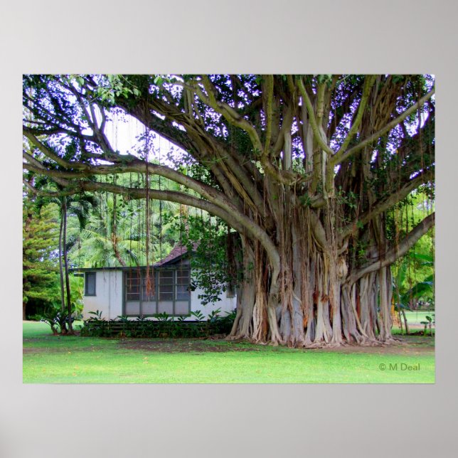Poster Banyan Tree Cottage (Devant)