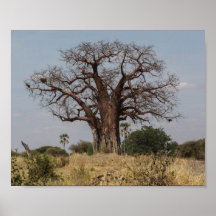 Baobab africain