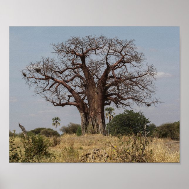 Poster Baobab africain (Devant)