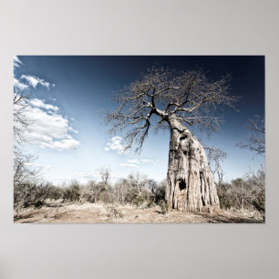 Poster Baobab Tree at Mana Pools National Park, Zimbabwe