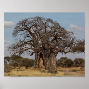 Poster Baobab Tree De Tanzanie.