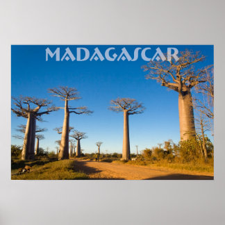 Poster Baobabs de Madagascar
