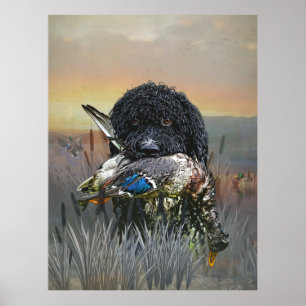 Poster Barbet, Chien d'eau français