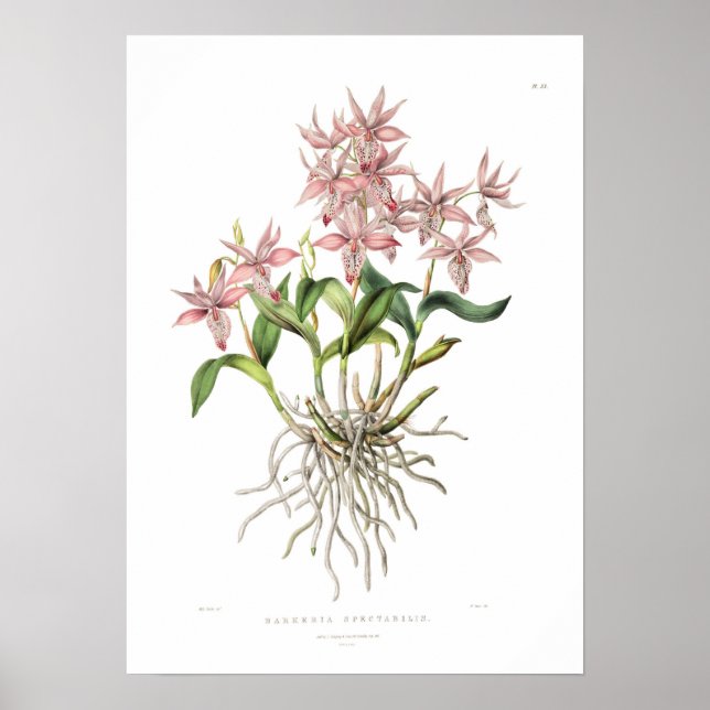 Poster Barkeria spectabilis par Mlle Drake. (Devant)