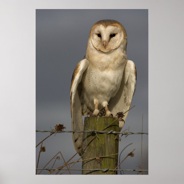 Poster Barn Owl (Devant)