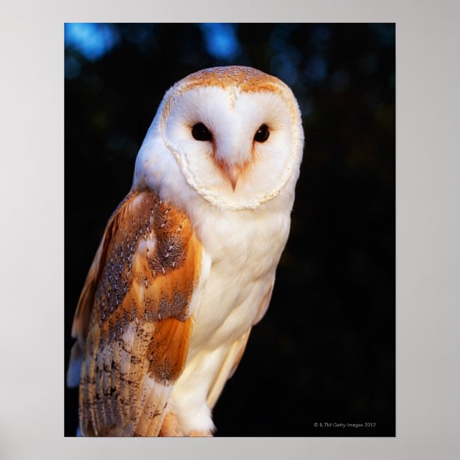 Poster Barn Owl 2 (Devant)