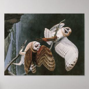 Poster Barn Owls, Birds of America John James Audubon