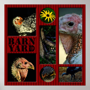 Poster Barn Yard Montage