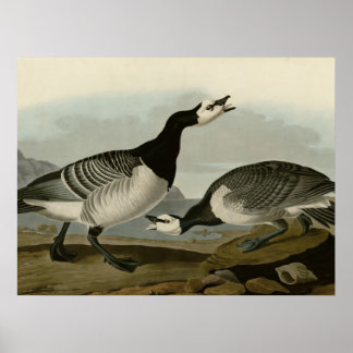 Poster Barnacle Goose